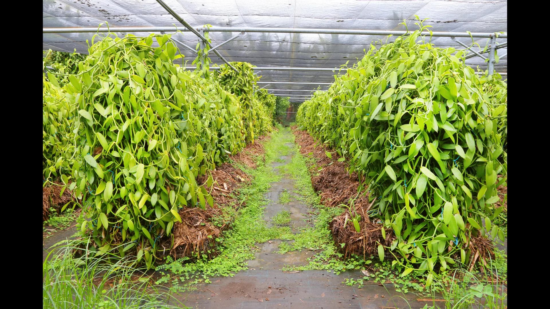 Indonesian Vanilla Farmers Inspecting Vanilla Vines